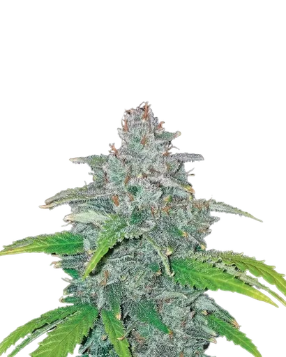 Blue Dream Auto