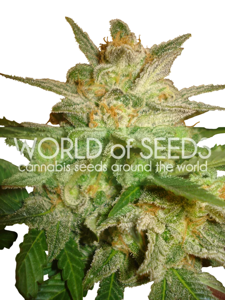 Star 47 | PHOTOFEM | World of Seeds