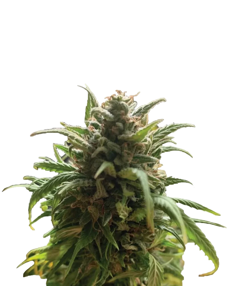 Blue Dream | PHOTOREG | Nirvana Seeds
