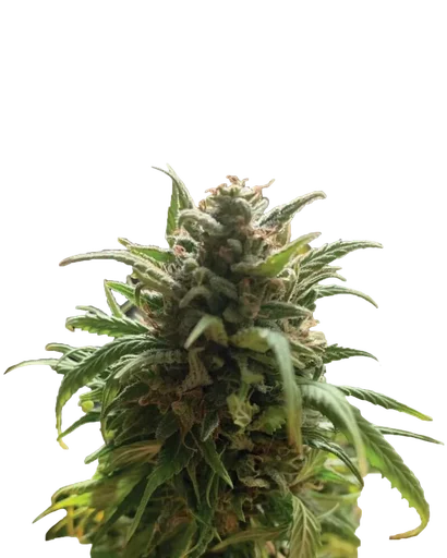 Blue Dream