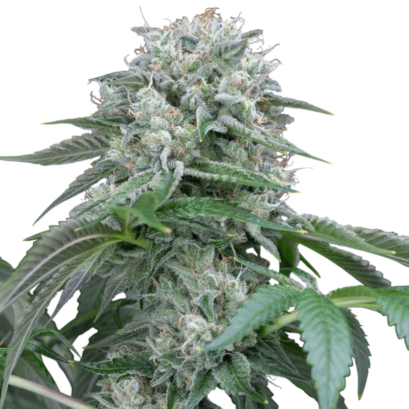 Starfire OG | PHOTOFEM | Silent Seeds