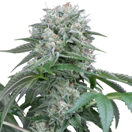 Starfire OG