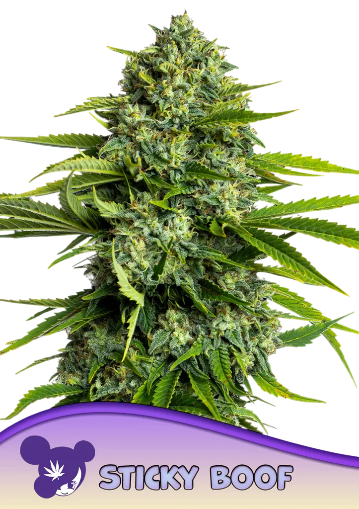 Sticky Boof | PHOTOFEM | Anesia Seeds