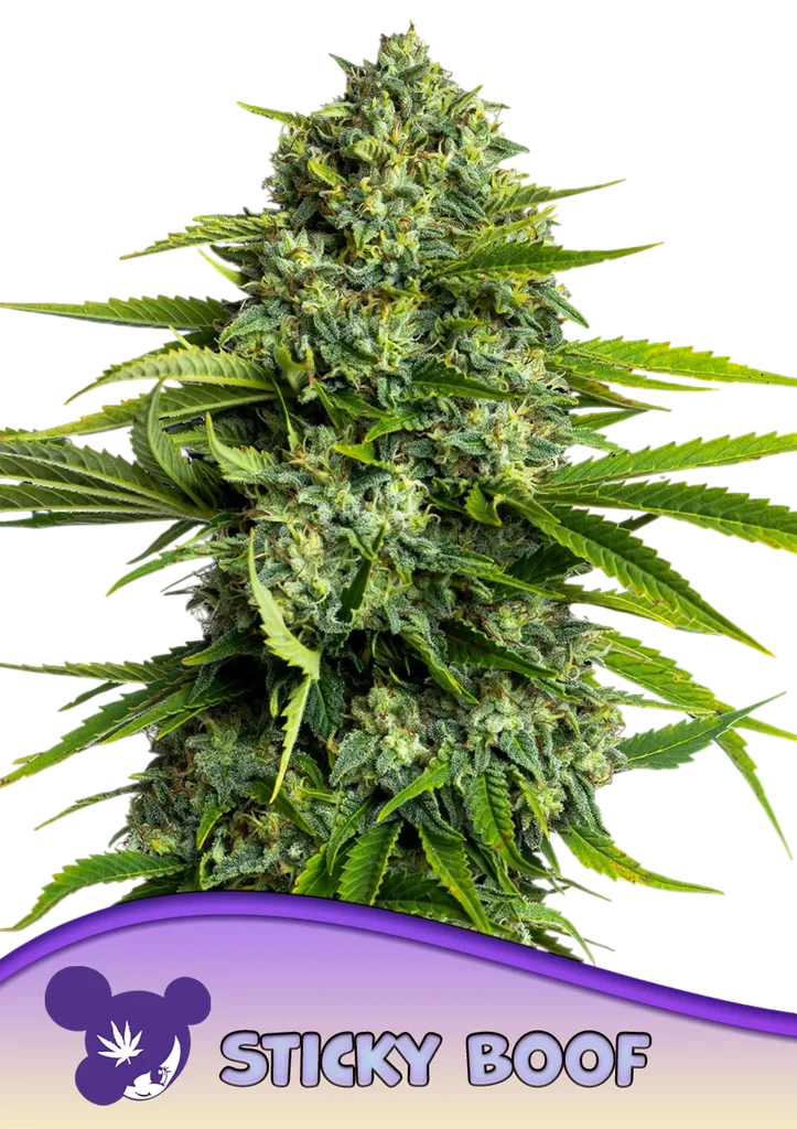 Sticky Boof | PHOTOFEM | Anesia Seeds