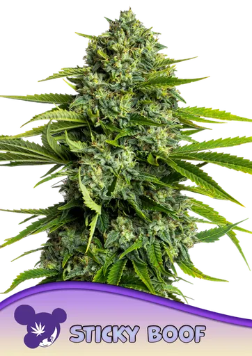 Sticky Boof | PHOTOFEM | Anesia Seeds