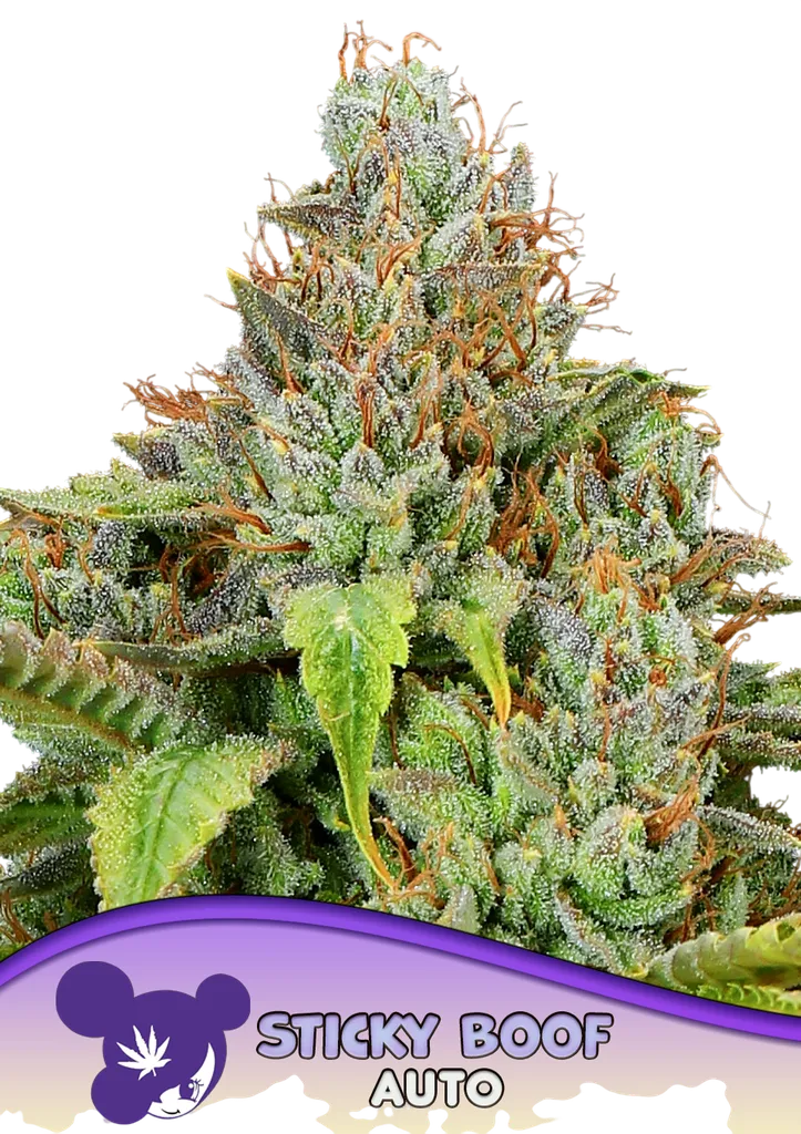 Sticky Boof Auto | AUTOFEM | Anesia Seeds