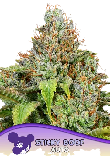 Sticky Boof Auto | AUTOFEM | Anesia Seeds