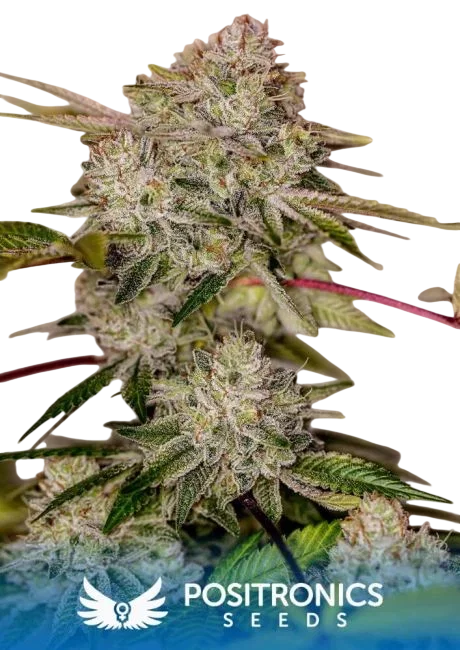 Sticky Dream | PHOTOFEM | Positronic Seeds