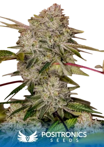 Sticky Dream