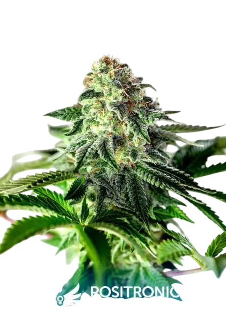 Sticky Dream Express Auto | AUTOFEM | Positronic Seeds