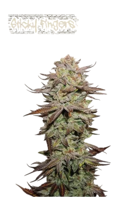 Sticky Fingers Auto | AUTOFEM | Seedstockers