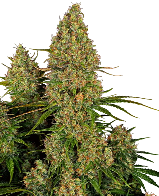 Sticky Orange XXL Auto | AUTOFEM | Sensi Seeds Research