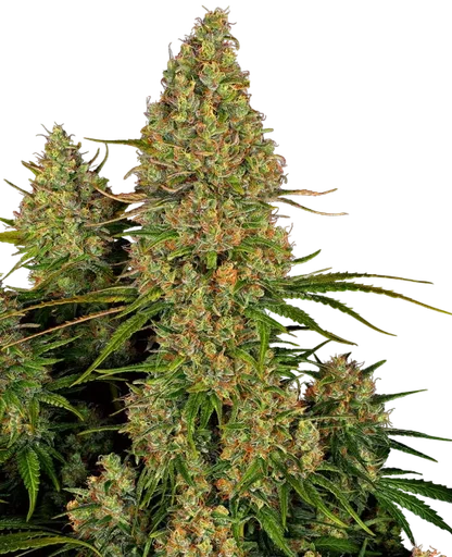 Sticky Orange XXL Auto