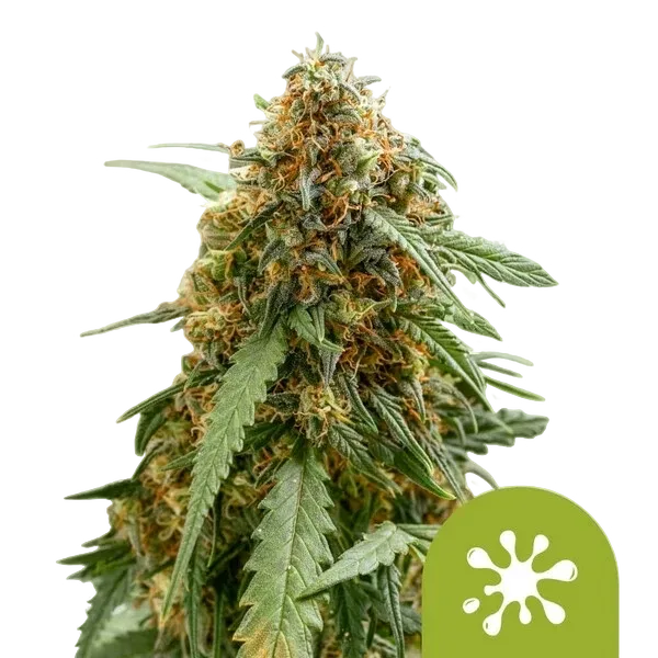 Sticky Queen Auto | AUTOFEM | Royal Queen Seeds