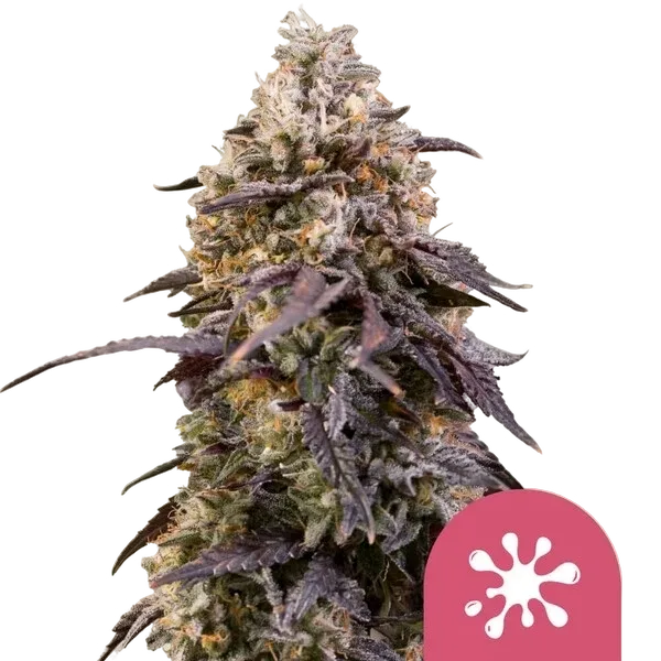 Sticky Queen | PHOTOFEM | Royal Queen Seeds