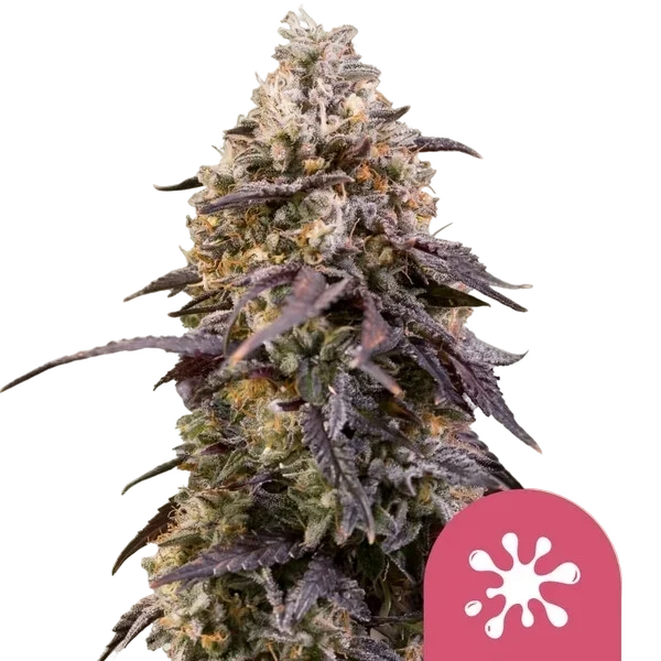 Sticky Queen | PHOTOFEM | Royal Queen Seeds