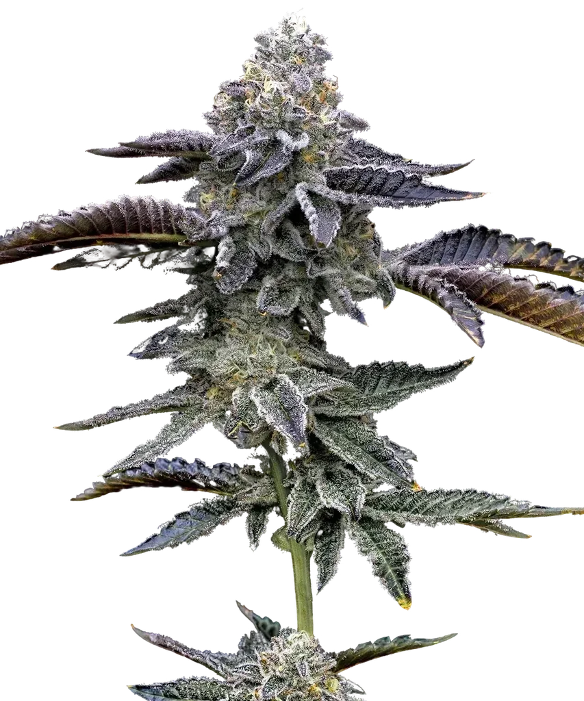 Blue Dream Auto | AUTOFEM | Tiger One Bulk