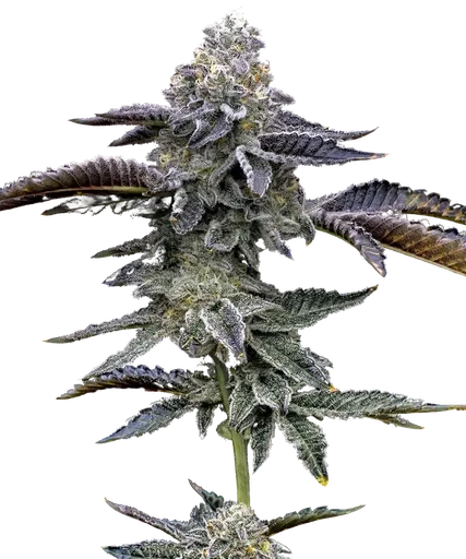 Blue Dream Auto