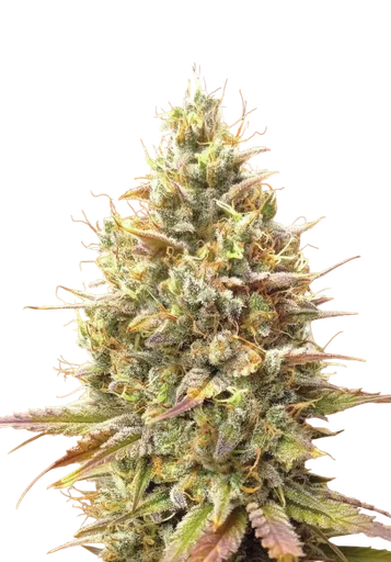 Strawberry Banana Auto