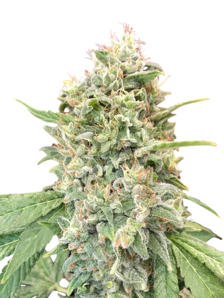 Strawberry Banana | PHOTOFEM | Advanced Seeds