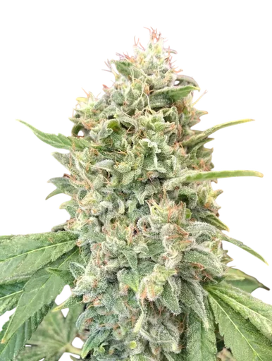 Strawberry Banana