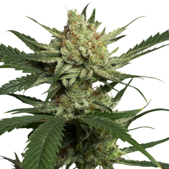 Strawberry Banana | PHOTOFEM | DNA Genetics