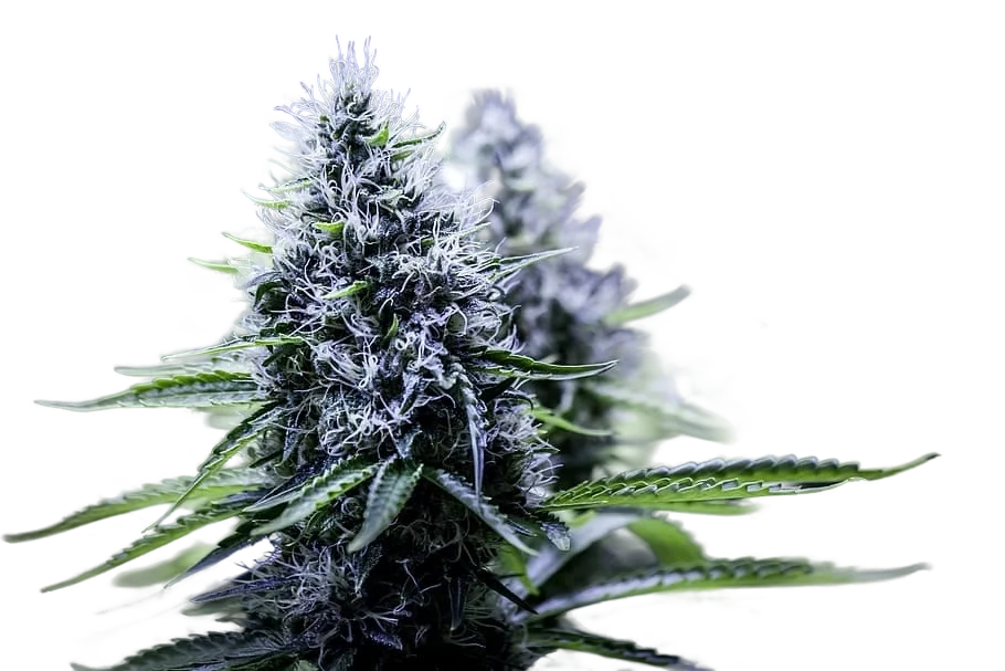 Blue Dream | PHOTOFEM | Tiger One Bulk