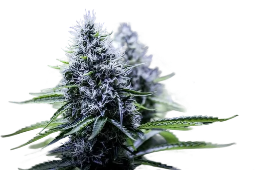 Blue Dream