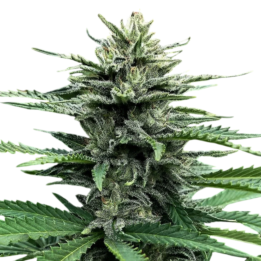 Strawberry Banana Auto | AUTOFEM | DNA Genetics