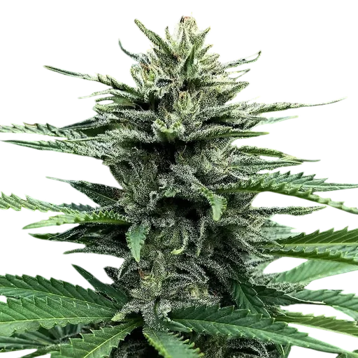 Strawberry Banana Auto
