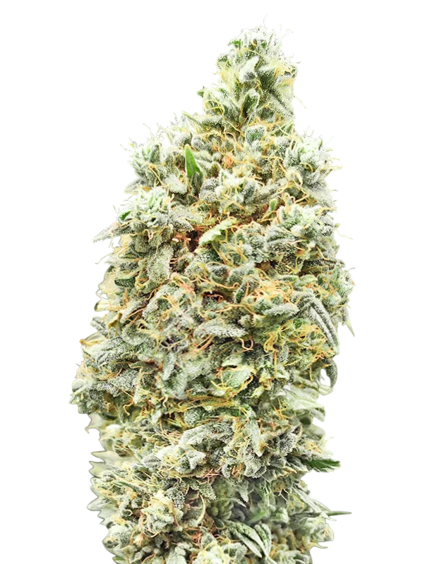 Strawberry Banana FAST | PHOTOFEM | Advanced Seeds