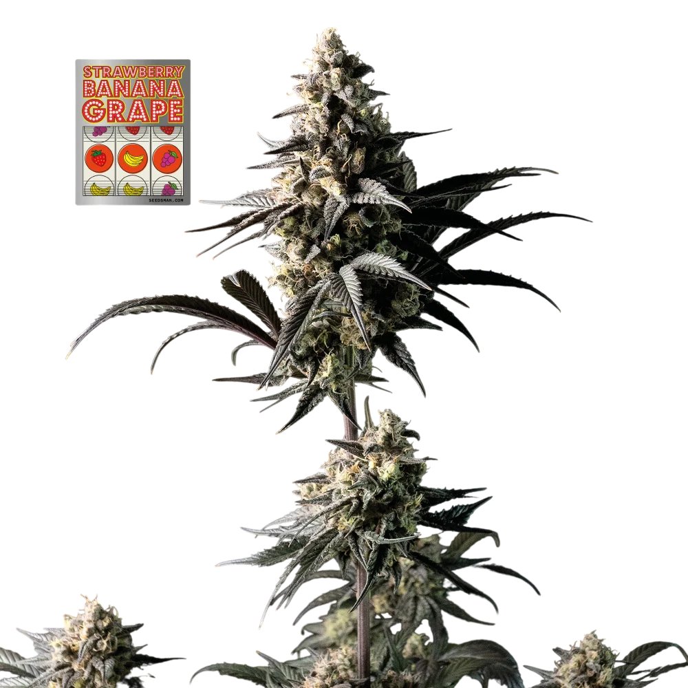 Strawberry Banana Grape | PHOTOFEM | Seedsman