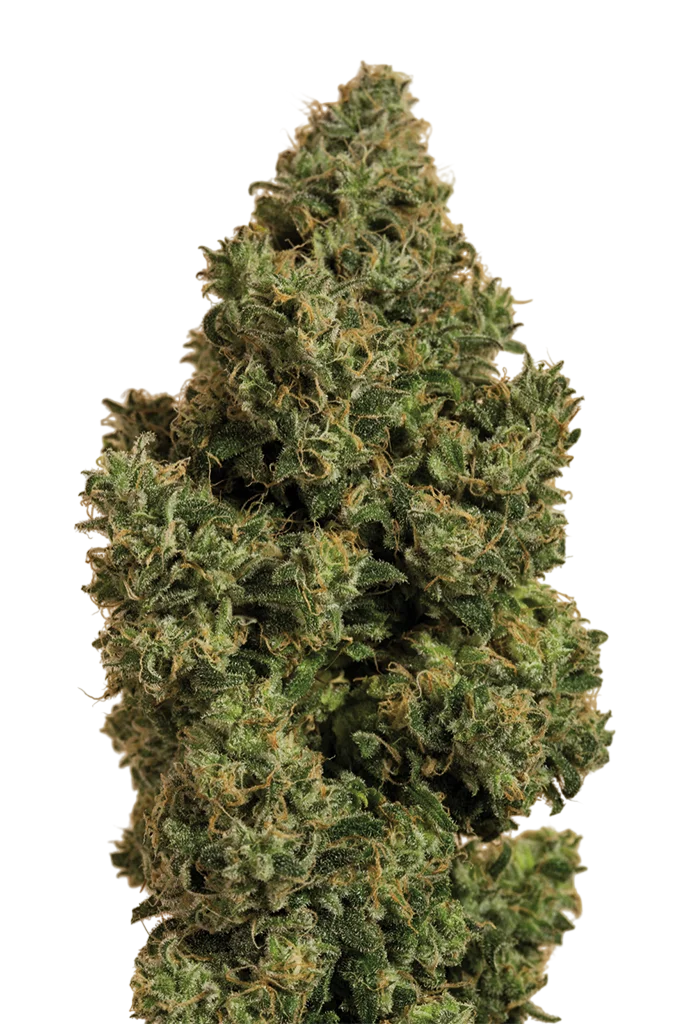 Blue Dream CBD | PHOTOFEM | Humboldt Seed Org.