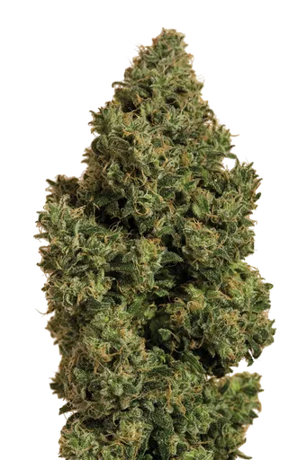 Blue Dream CBD