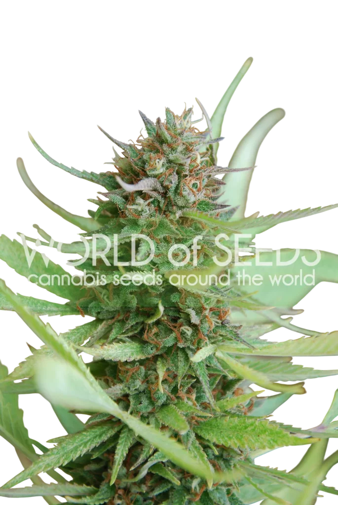 Strawberry Blue | PHOTOFEM | World of Seeds
