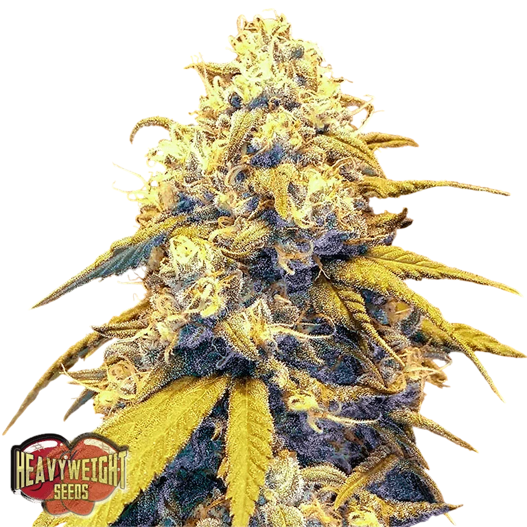 Strawberry Cake Auto | AUTOFEM | Heavyweight Seeds