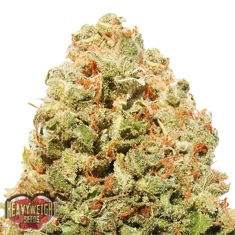 Strawberry Cake | PHOTOFEM | Heavyweight Seeds