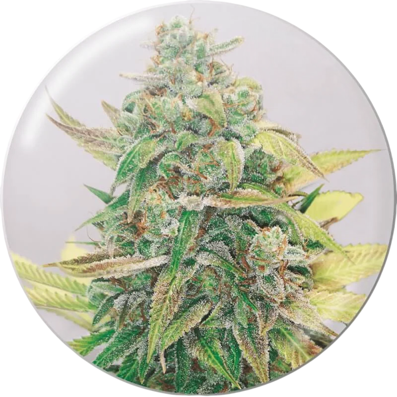 Strawberry Cake CBD | PHOTOFEM | Medical Seeds