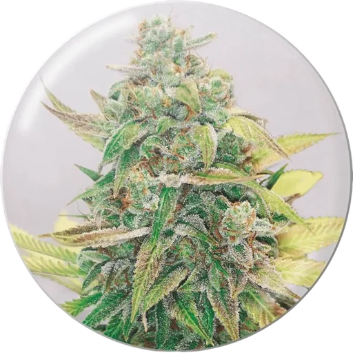 Strawberry Cake CBD