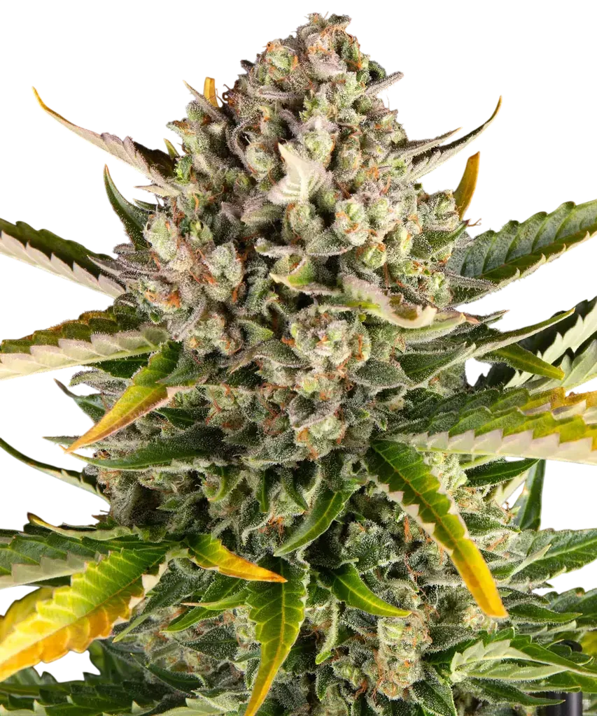 Strawberry Cheesecake Auto | AUTOFEM | Barneys Farm
