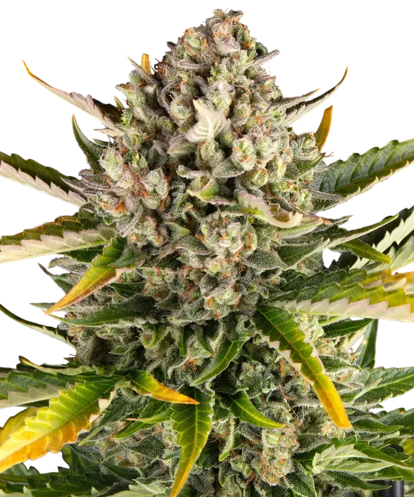 Strawberry Cheesecake Auto | AUTOFEM | Barneys Farm