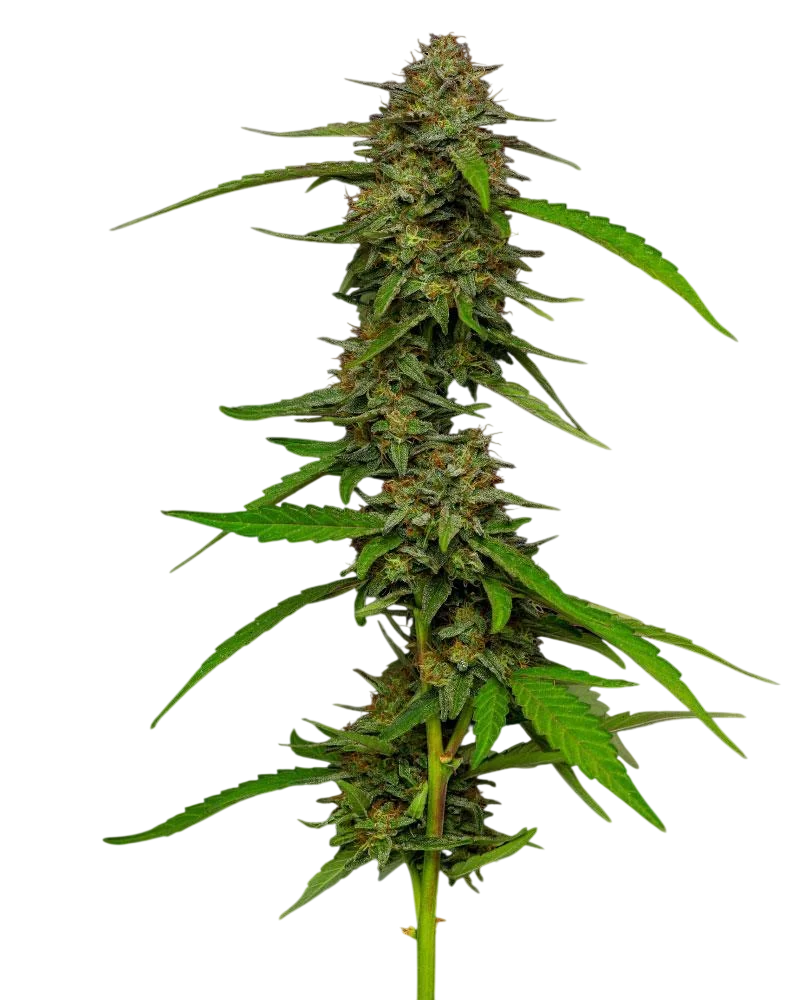 Strawberry Cheesecake Auto | AUTOFEM | Humboldt Seed Co.