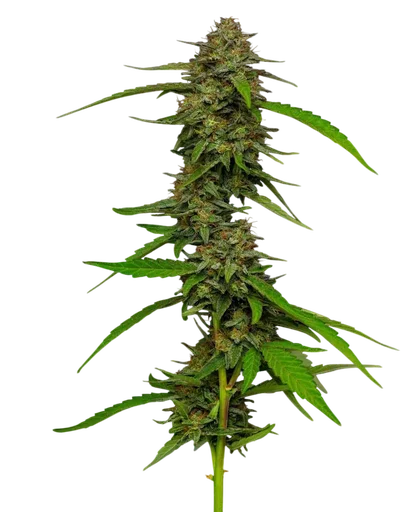 Strawberry Cheesecake
