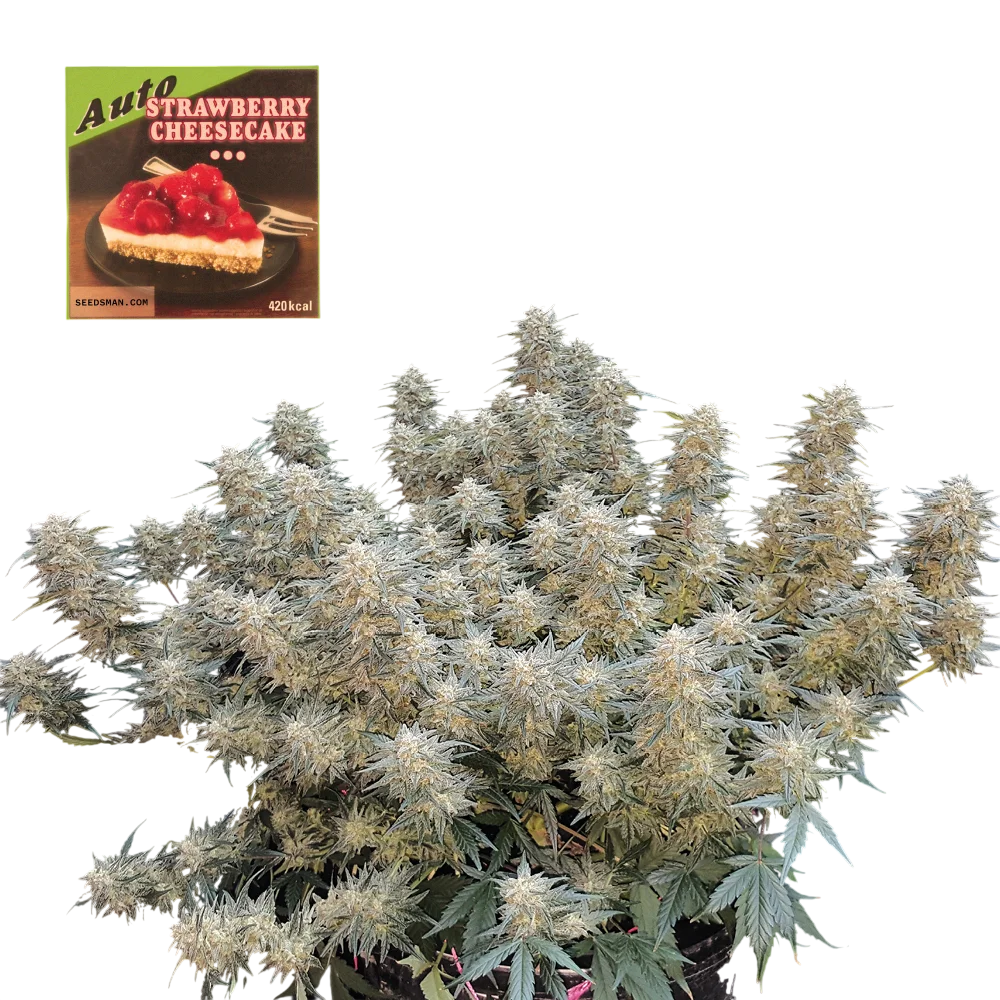 Strawberry Cheesecake Auto | AUTOFEM | Seedsman