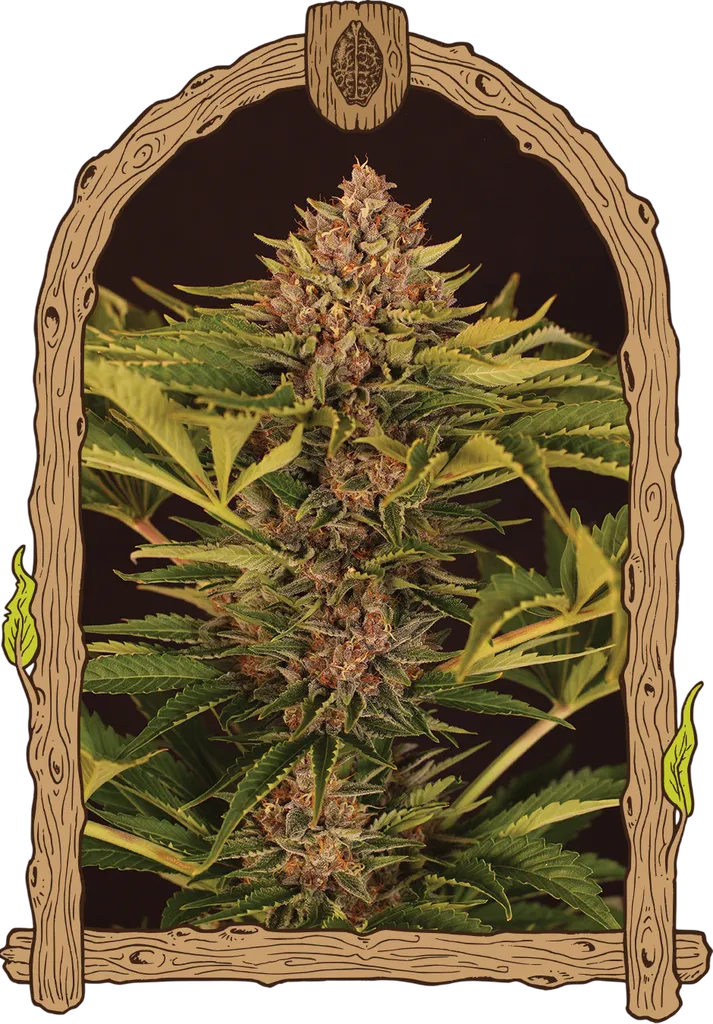 Strawberry Cola Auto | AUTOFEM | Exotic Seed