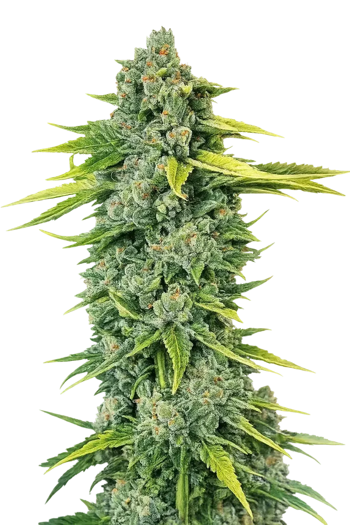 Blue Dream Haze | PHOTOFEM | Cali Connection