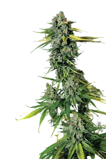 Blue Dream Haze