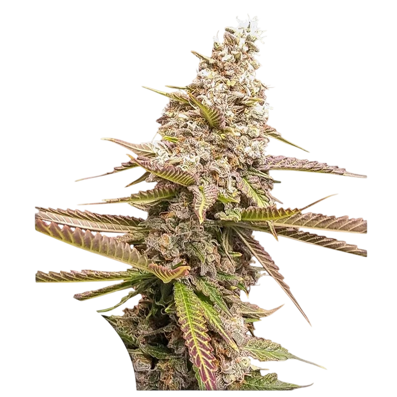 Strawberry Cookies FAST | PHOTOFEM | Super Sativa Seed Club