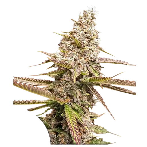 Strawberry Cookies FAST