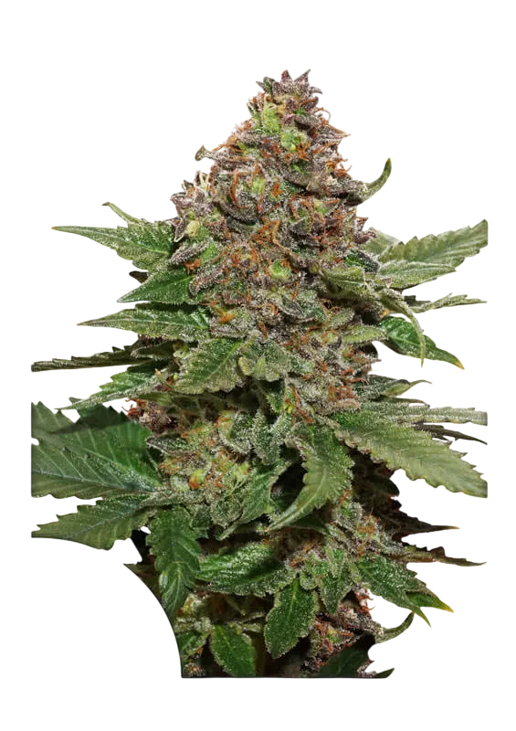Strawberry Cough | PHOTOFEM | Dutch Passion